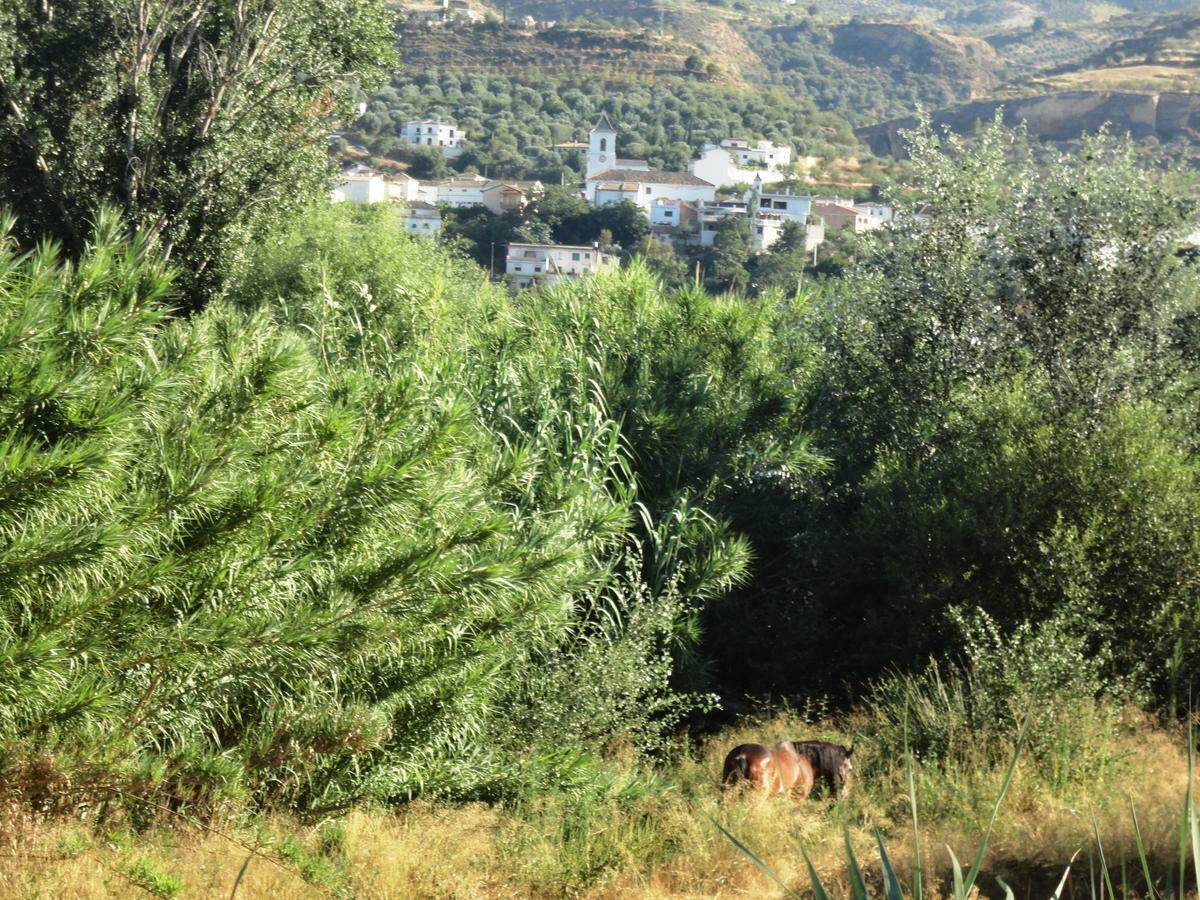 Hostal Y Apartamento Rural Los Naranjos Melegis Rum bild